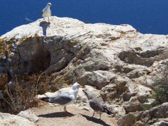 E12 Calpe 1202.jpg