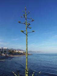 E12 Nerja 1108.jpg