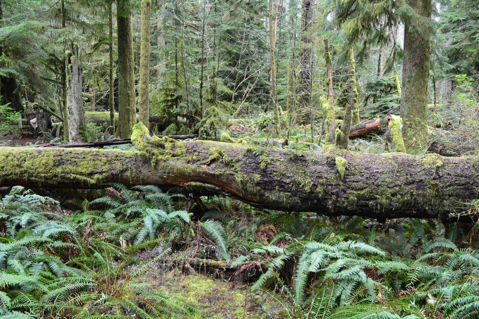 Zachodnio wybrzezny las deszczowy, Rain Forest, wyspa Vancouver